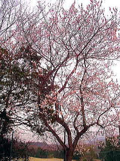 梅コース８番の桜